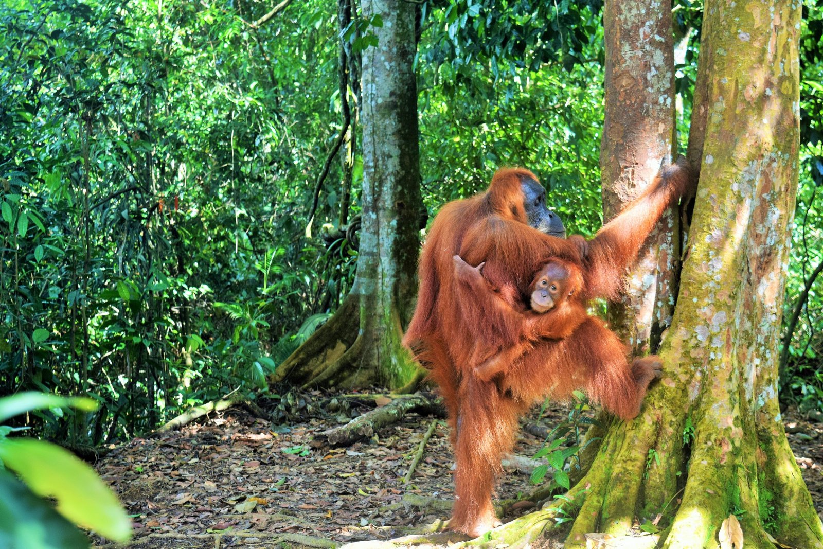 ORANGUTANS LAKE TOBA TOUR