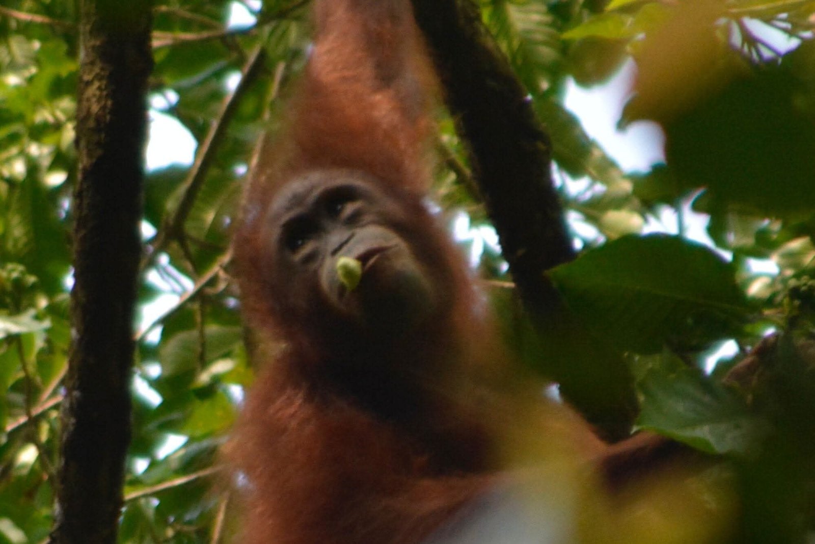 Bukit Lawang Medan Lake Toba Tour Package