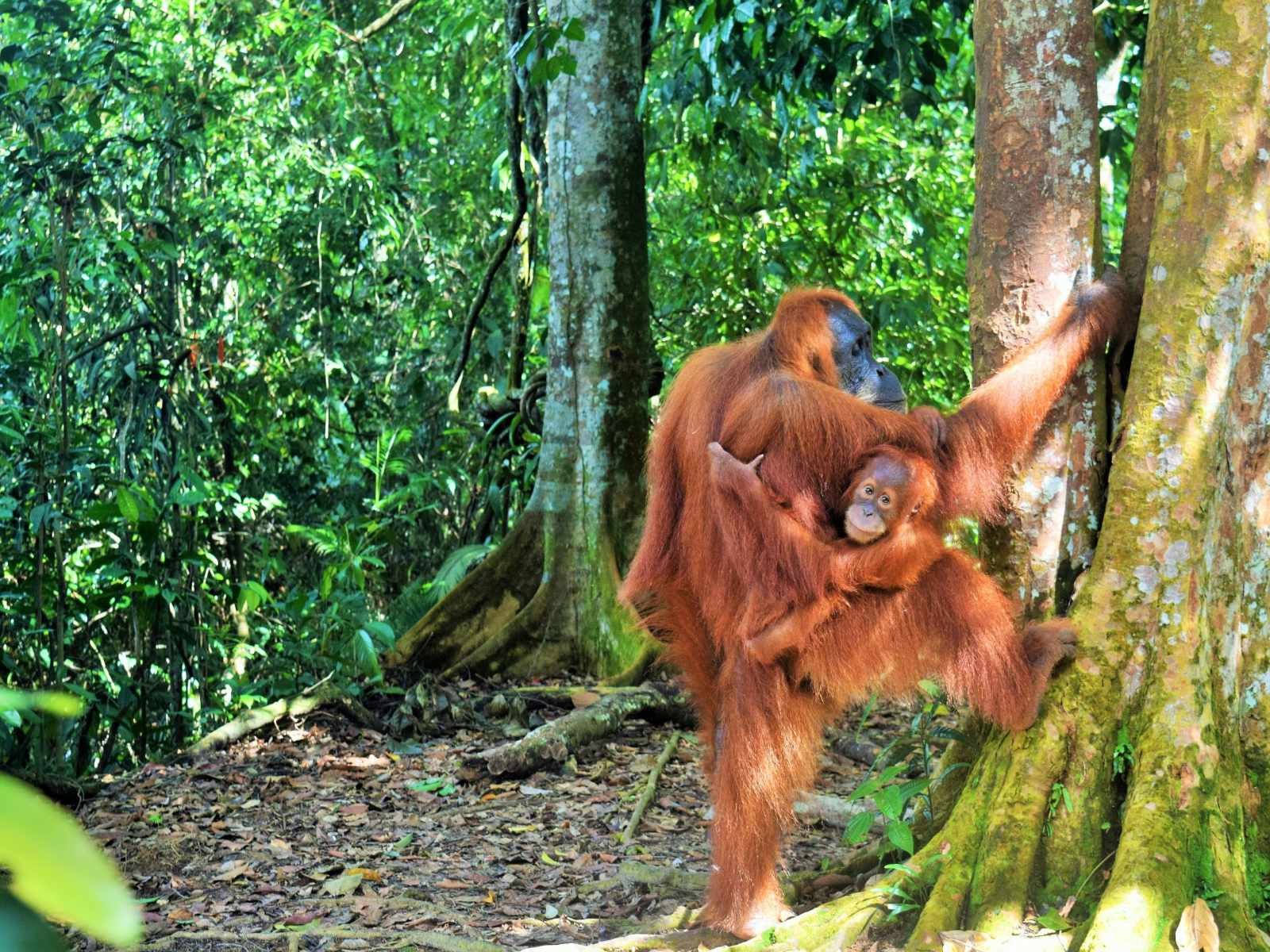 The Secret of Sumatera Island (Overland)